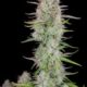 Wedding Cheesecake FAST Feminised Seeds – 3