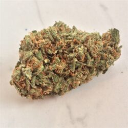 Amnesia Regular