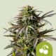 Cherry Pie Auto Feminised Seeds – 3