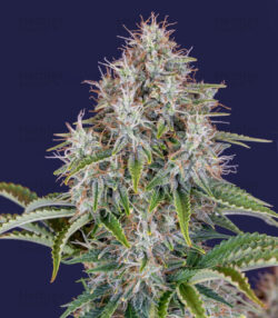 Original Cinderella Auto Feminised Seeds – 3