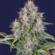 Original Cinderella Auto Feminised Seeds – 3