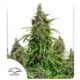 Mazar Auto Feminised Seeds – 3