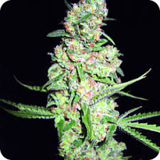 Galaxy Feminised Seeds – 5