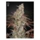 Jacks Dream Feminised Seeds – 3