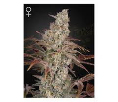 Jacks Dream Feminised Seeds – 3