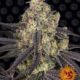 Kush Mintz Feminised Seeds – 3