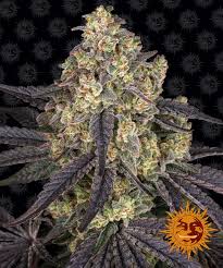 Kush Mintz Feminised Seeds – 3