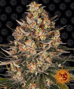 Lemon Drizzle Feminised Seeds – 3