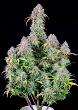 Original Blueberry Auto Feminised Seeds – 3