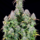 Original Blueberry Auto Feminised Seeds – 3