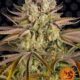 Pineapple Express #2 Auto Feminised Seeds – 5