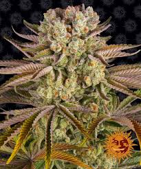 Pineapple Express #2 Auto Feminised Seeds – 5