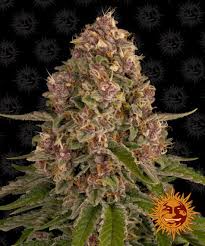 Pink Kush Feminised Seeds – 1