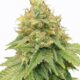 Super Lemon Haze x GMO Feminised Seeds – 3